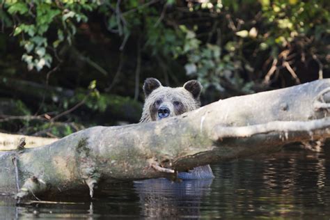 Wildlife Viewing - Tourism Vancouver Island