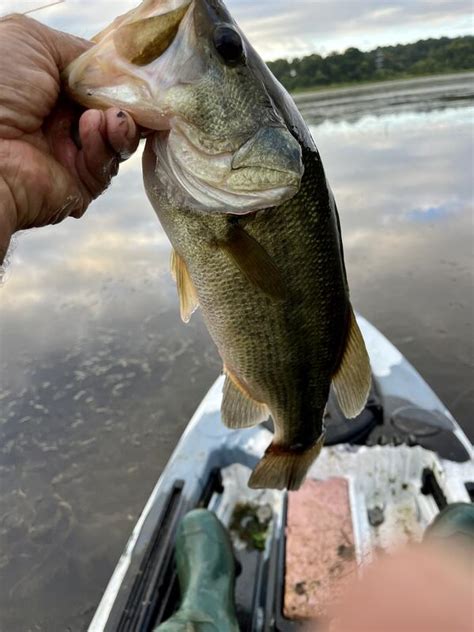 Kayak Report For Swan Creek Pics Added