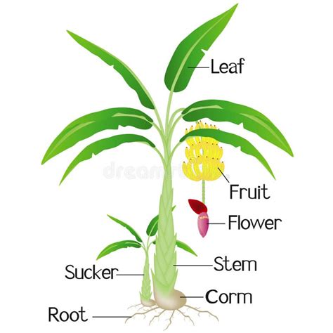 Parts Banana Tree Stock Illustrations – 10 Parts Banana Tree Stock ...