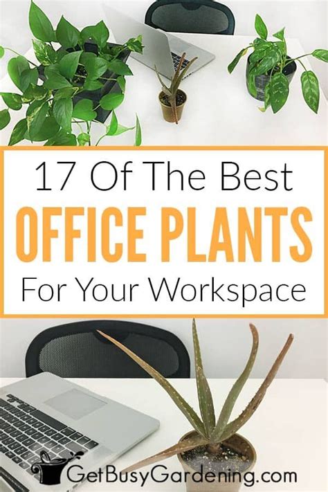 17 Best Office Plants That Will Survive In Your Workspace Office