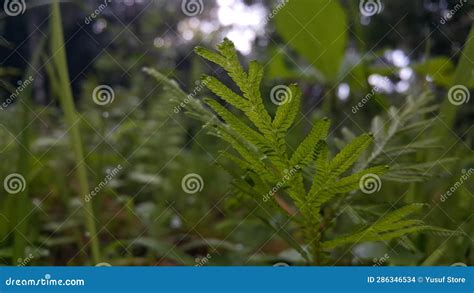 Fondo De Pantalla De Hojas De Planta Muy Hermoso Foto De Archivo