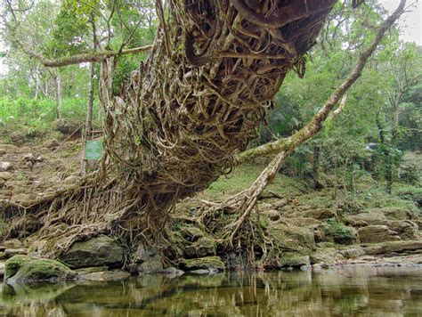 Living Root-Bridge by harryrupam on DeviantArt