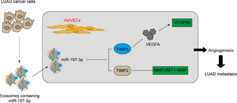 Cancer Derived Exosomal MiR 197 3p Confers Angiogenesis Via Targeting