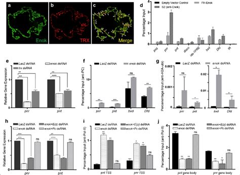 Enok Associates With Chromatin And Facilitates Trxg By Inhibiting Pc