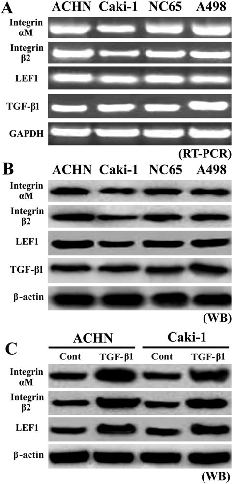 The Expression Of Lef And Integrin M Was Detected By Rt Pcr A And