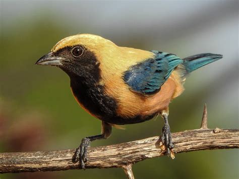 Sa Ra Amarela Stilpnia Cayana Wikiaves A Enciclop Dia Das Aves Do