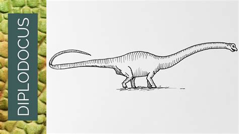 Dinosaurs How To Draw A Diplodocus Youtube