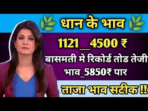 Dhan Mandi Bhav Today Dhan Rate Today 1509 Dhan Ka Bhav 1121