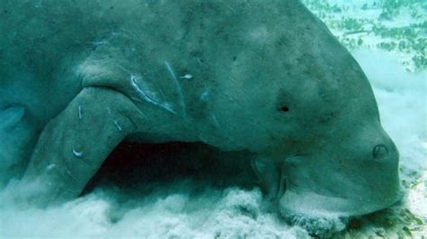 Pecinta Laut Berduka Dugong Dinyatakan Punah