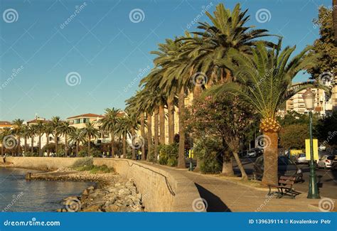 The Palm Trees On Quay Of Ajaccio City The Capital Of South Corsica