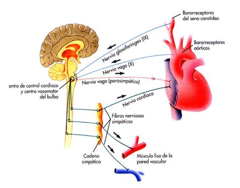 Regulación Nerviosa De La Circulación Y Control Rápido De La Presión Arterial Dr Guillermo Juárez