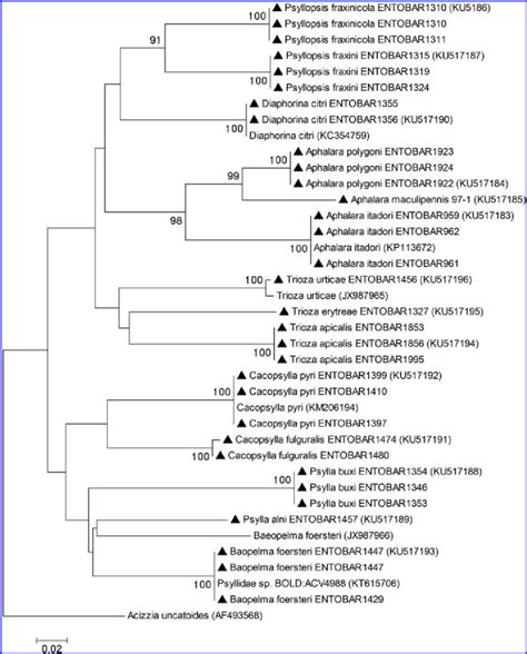 Dendrogram Constructed By The Neighbour Joining Method Showing The