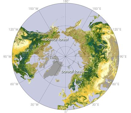 Taiga Biome Map