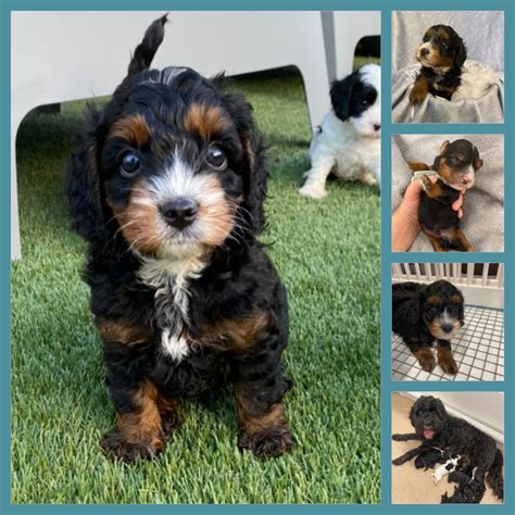 Toy Cavoodle Caboolture Petsforhomes