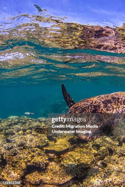 162 Sea Turtle Migration Stock Photos, High-Res Pictures, and Images ...