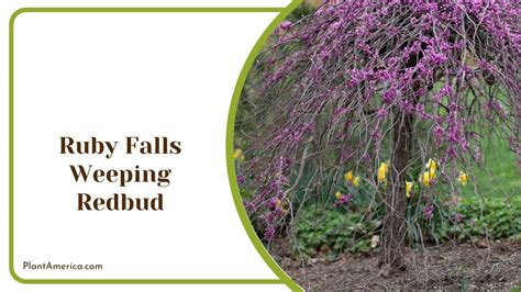 20 Dwarf Weeping Trees That Stay Petite Forever in Flowerbeds - Plant America