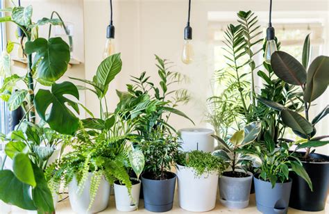 Everything You Need To Know About Grow Lights For Indoor Plants