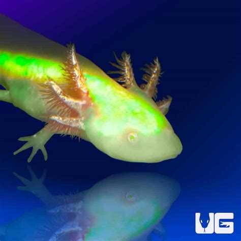 GFP Albino Axolotls For Sale - Underground Reptiles