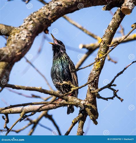 A Beautiful Common Starling Nesting in the Garden. Starling Singing and Nesting in the Spring ...