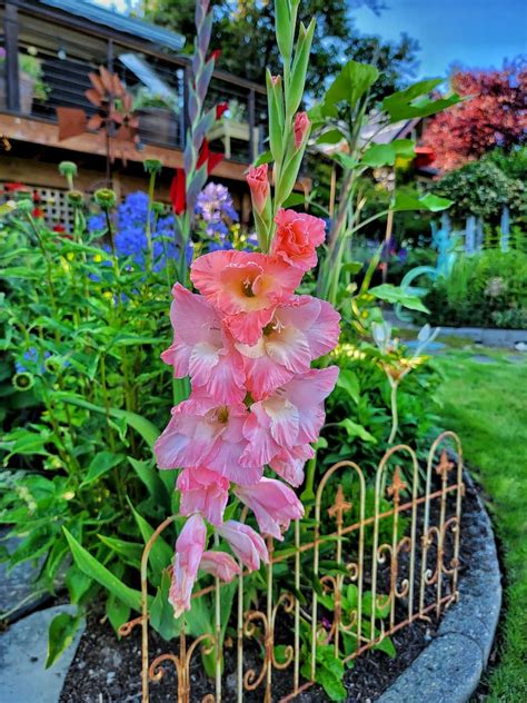 A Seasonal Summer Pnw Cottage And Cut Flower Garden Tour Shiplap And