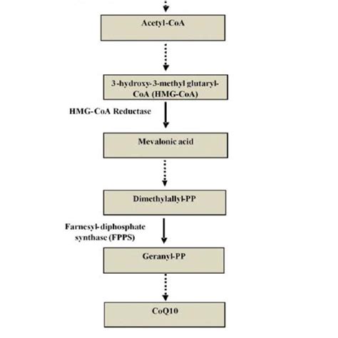 Mevalonate pathway inhibition can lead to CoQ10 deficiency. In addition ...