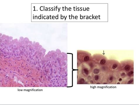 Bio 201 Practical 1 Part 1 Flashcards Quizlet