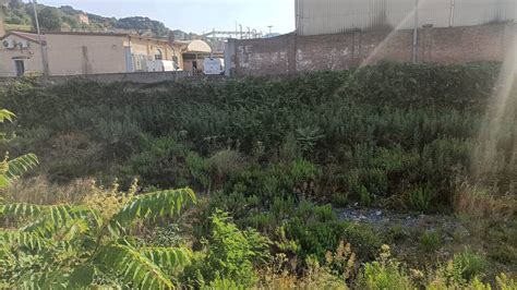 Torrente A Trasta Invaso Dalla Vegetazione Segnalazione A Genova