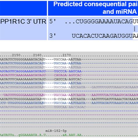 Prediction Of Ppp1r1c As A Target Of Mir 182 A Complementary 7mer M8