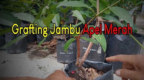 Grafting Jambu Air Sambung Pucuk Apel Merah Tasik Youtube