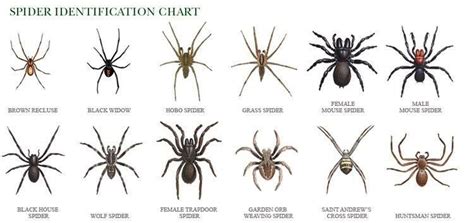 Pin By Robin Mccall On Teaching Science Spider Identification Chart Spider Identification