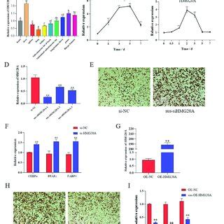 Hmg A Knockdown Promotes Adipogenesis Of Myogenic Svf Cells A