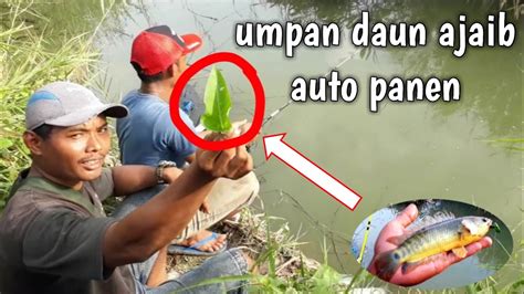 Mancing Ikan Betok Papuyu Umpan Daun Kangkung Liar YouTube