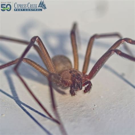 Brown Recluse Vs Black Widow Which Is More Dangerous