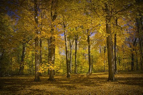 Autumn Forest Scene In West Michigan No1140 Photograph By Randall