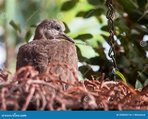 Baby Dove Bird in Nest on NSW Central Coast in Australia Stock Photo ...