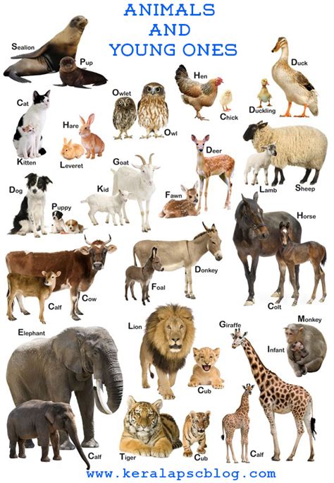 List Of Animals And Their Young Ones