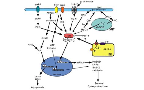 Signaling Pathways That Regulate Nf B Activity In Neurons And Their