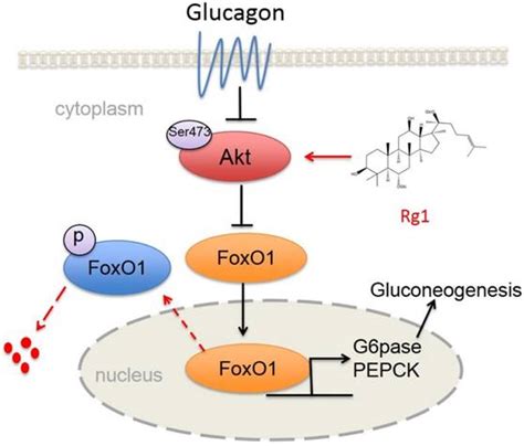 Ginsenoside Rg1 Inhibits Glucagon Induced Hepatic Gluconeogenesis