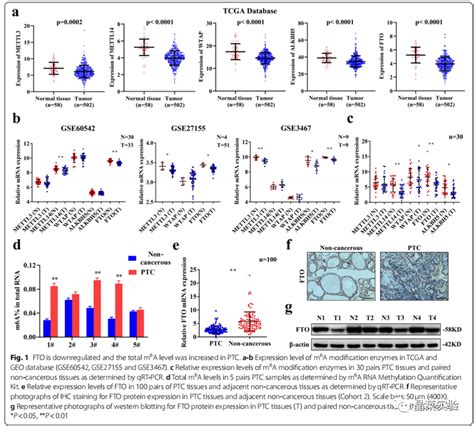 国自然热点m6a研究之 “fto通过以n6 甲基腺苷依赖的方式降低apoe Mrna的稳定性来抑制糖酵解和甲状腺乳头状癌的生长”科研干货晶莱生物