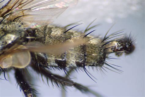 Sarcophaga Nigriventris Male Abdomen Kenfig Dunes Glamo Flickr