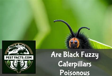 Are Black Fuzzy Caterpillars Poisonous? - Pests Facts