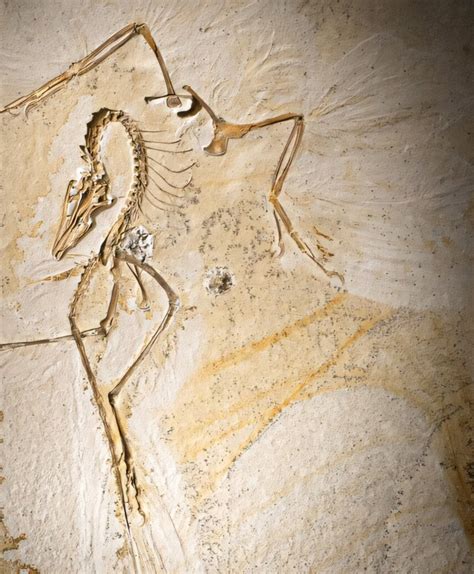 perfectly preserved specimen  archaeopteryx discovered scinews