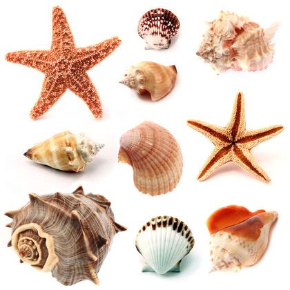 Mollusca Examples