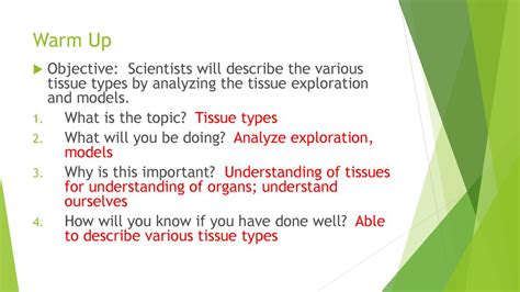 Warm Up Objective Scientists Will Describe The Various Tissue Types By