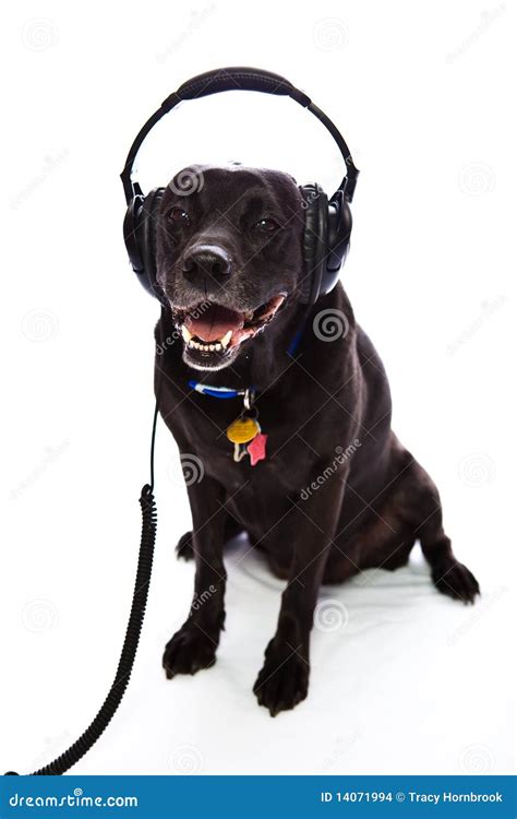 Mixed Breed Dog Wearing Headphones Stock Images - Image: 14071994