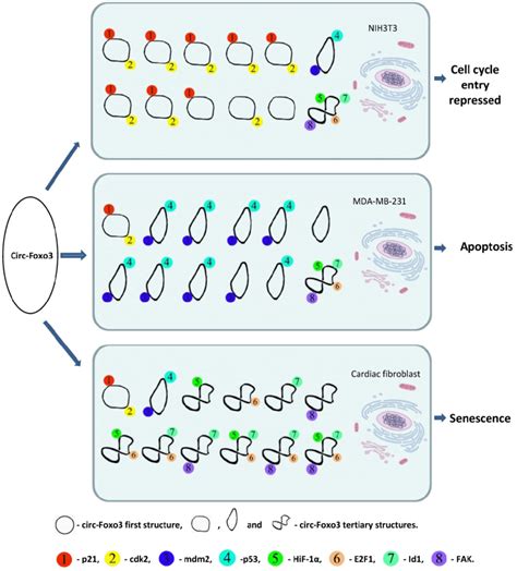 A Dynamic CircRNA Protein Interaction Model For Circ Foxo3 In Different