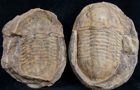 6.4" Asaphid Trilobite in Sandstone Concretion (#9872) For Sale ...