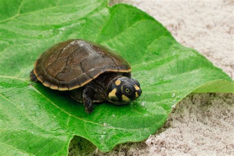 Taricaya Turtle At AquaExpeditions