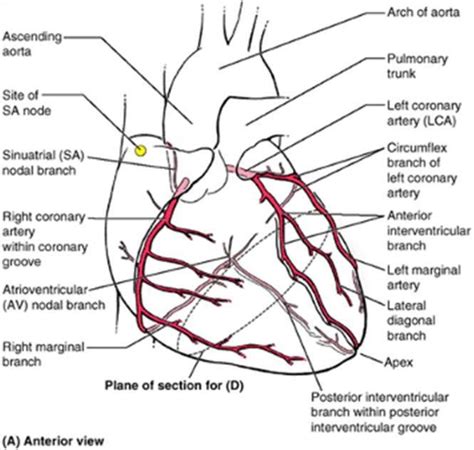 Normal And Variant Coronary Arterial And Venous Anatomy On 57 Off