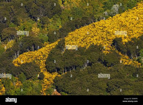 Gorse new zealand hi-res stock photography and images - Alamy